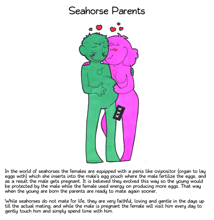 Cute Seahorses