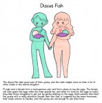   Milkman Discus Fish